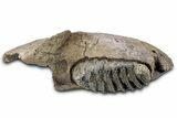 Southern Mammoth Partial Mandible with M Molar - Hungary #337194-2